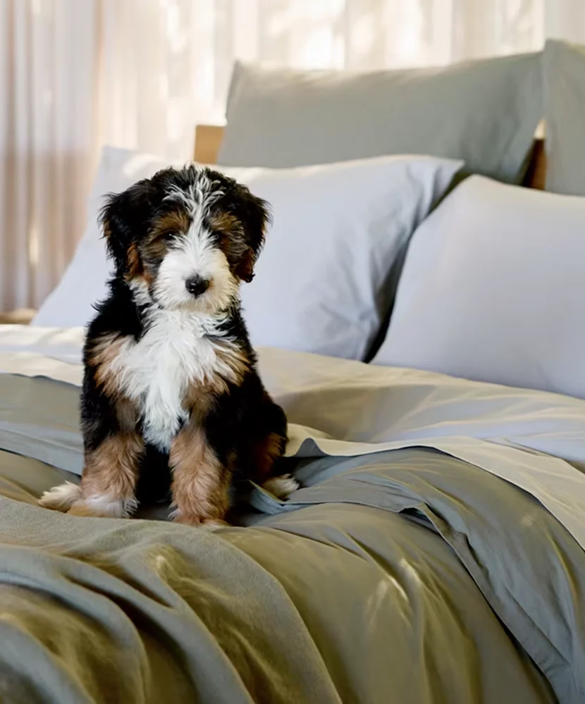 Pillows and duvets for comfortable bedrooms